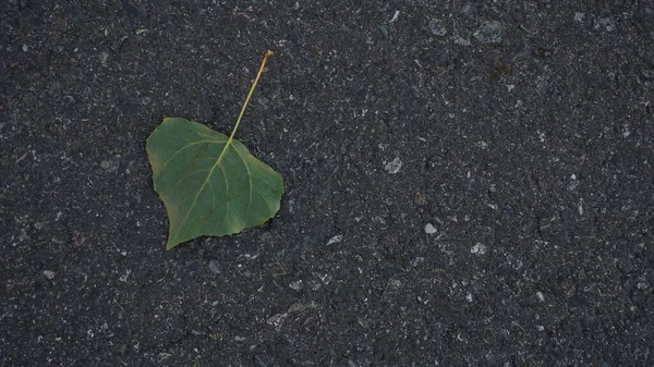 Зеленый Лист Дерева Асфальтовом Фоне — стоковое фото