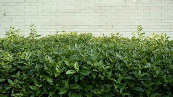 Buisson Vert Sur Fond Mur Briques Blanches — Photo