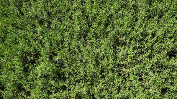 green small leaf plant background garden