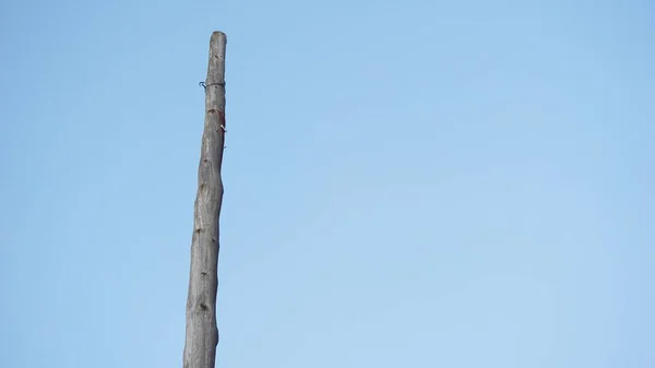 Opuštěná Dřevěná Telefonní Věž Proti Modré Obloze — Stock fotografie
