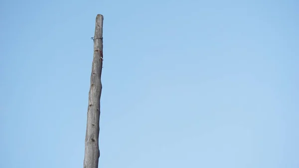 Tour Téléphonique Abandonnée Bois Contre Ciel Bleu — Photo