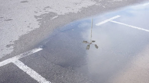 Boş bir otoparktaki su birikintisindeki sokak lambasının yansıması.