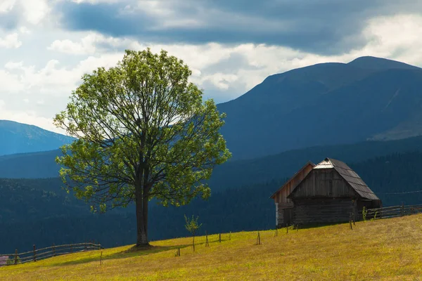Bir dağın yanında büyük bir ağaç arka plan o şirketten