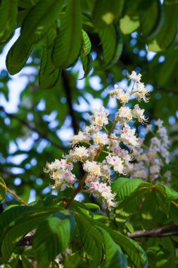 Beyaz kestane çiçek yeşil bir dalda baharda çiçek.