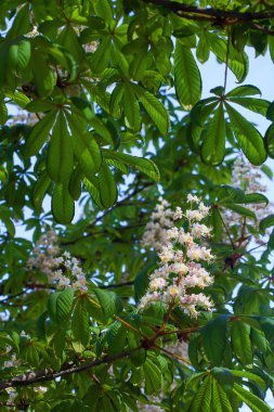 Beyaz kestane çiçek yeşil bir dalda baharda çiçek.