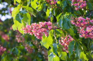 Yeşil aesculus ağacının dalını kırmızı çiçek kestane ağacı
