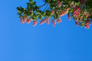Üstte bulunan mavi gökyüzü, kırmızı kestane