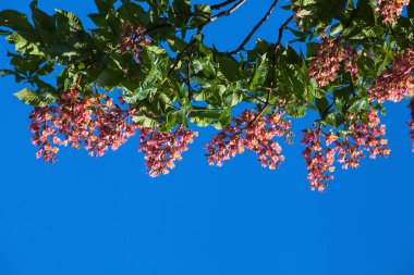 Üstte bulunan mavi gökyüzü, kırmızı kestane