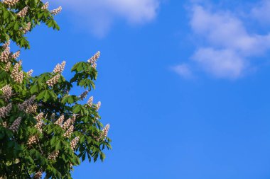 Bir bulut ile mavi gökyüzüne karşı beyaz kestane çiçeklenme