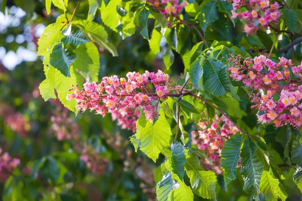 Yeşil aesculus ağacının dalını kırmızı çiçek kestane ağacı