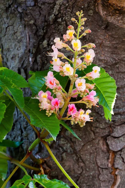 Yeşil aesculus ağacının dalını kırmızı çiçek kestane ağacı