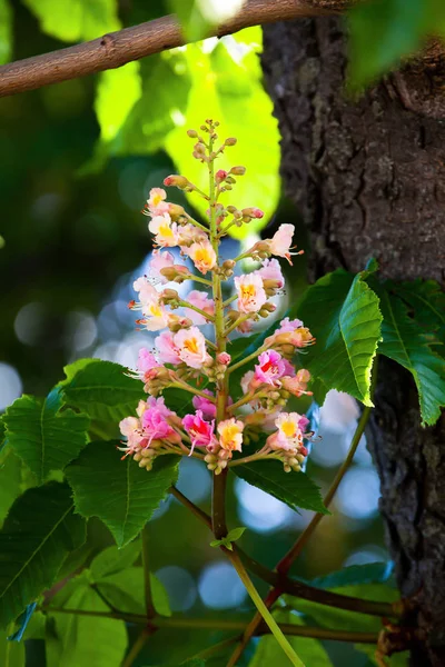 Yeşil aesculus ağacının dalını kırmızı çiçek kestane ağacı