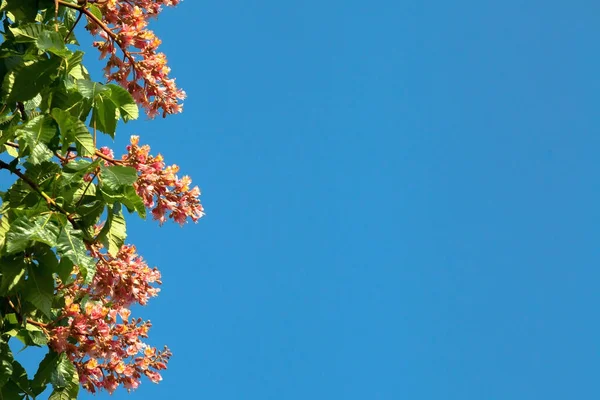Sol tarafta yer alan mavi gökyüzü, kırmızı kestane
