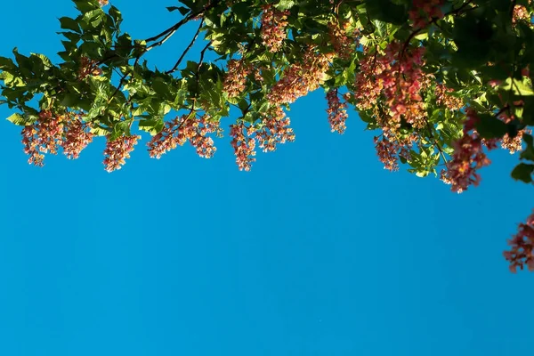 Bir bulut ile mavi gökyüzüne karşı beyaz kestane çiçeklenme