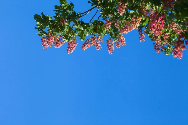 Üstte bulunan mavi gökyüzü, kırmızı kestane