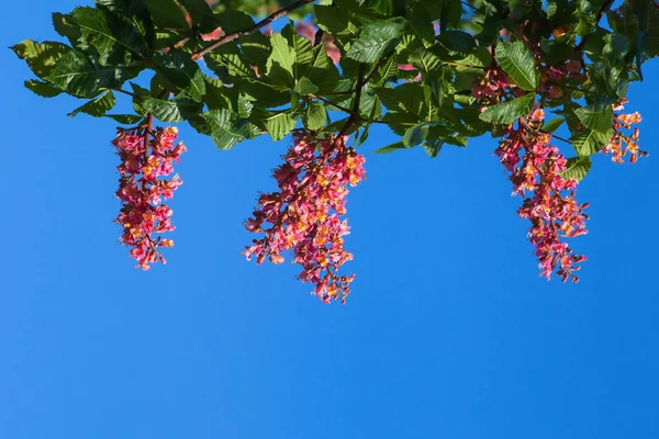 Üstte bulunan mavi gökyüzü, kırmızı kestane