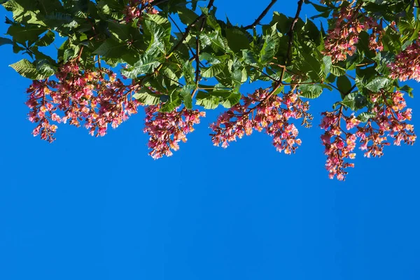 Üstte bulunan mavi gökyüzü, kırmızı kestane