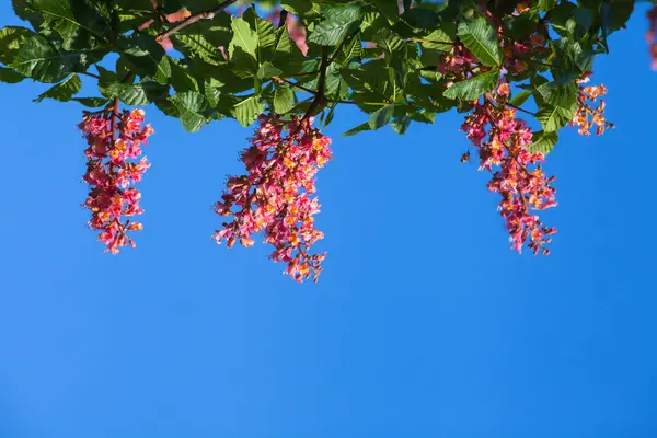 Üstte bulunan mavi gökyüzü, kırmızı kestane
