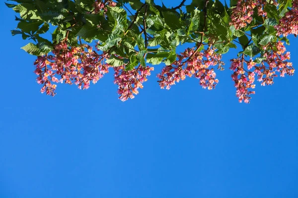 Üstte bulunan mavi gökyüzü, kırmızı kestane