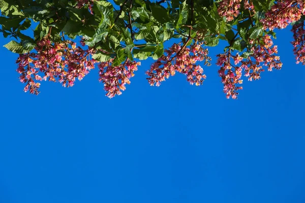 Üstte bulunan mavi gökyüzü, kırmızı kestane
