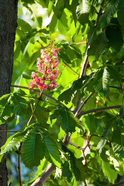 Yeşil aesculus ağacının dalını kırmızı çiçek kestane ağacı