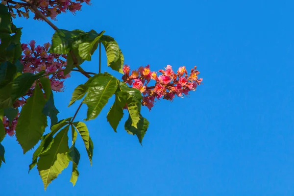 Üstte bulunan mavi gökyüzü, kırmızı kestane
