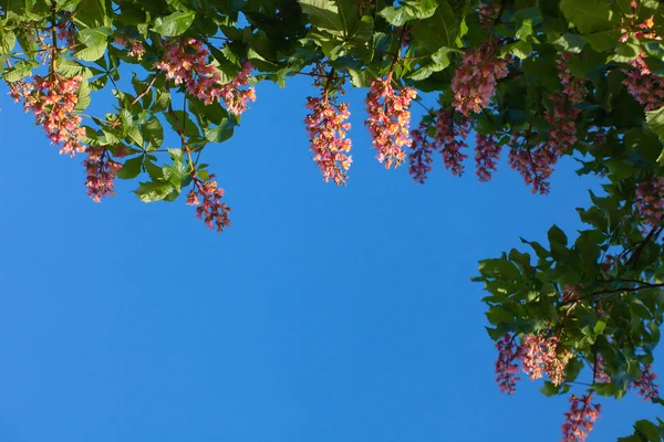 Üstte bulunan mavi gökyüzü, kırmızı kestane