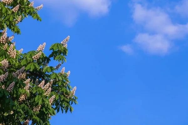 Bir bulut ile mavi gökyüzüne karşı beyaz kestane çiçeklenme