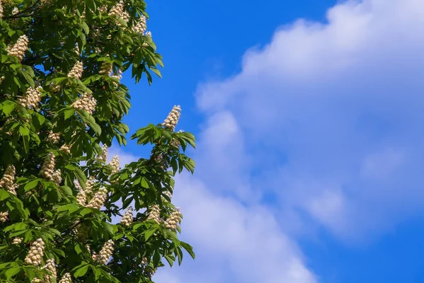 Bir bulut ile mavi gökyüzüne karşı beyaz kestane çiçeklenme