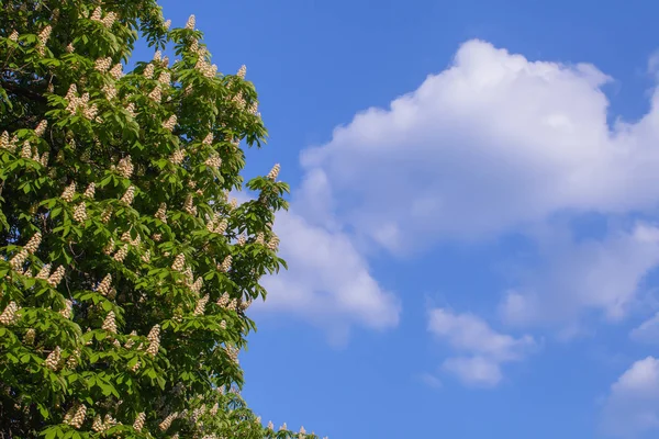 Bir bulut ile mavi gökyüzüne karşı beyaz kestane çiçeklenme