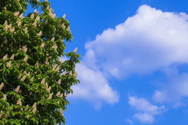 Bir bulut ile mavi gökyüzüne karşı beyaz kestane çiçeklenme
