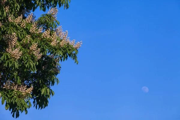 Bir bulut ile mavi gökyüzüne karşı beyaz kestane çiçeklenme
