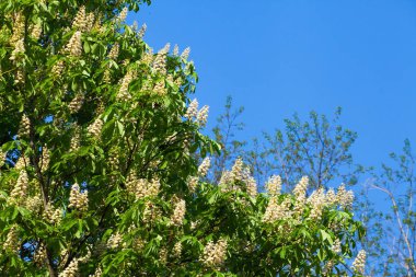 Bir bulut ile mavi gökyüzüne karşı beyaz kestane çiçeklenme