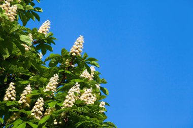 Bir bulut ile mavi gökyüzüne karşı beyaz kestane çiçeklenme