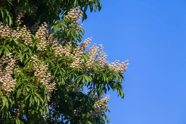 Bir bulut ile mavi gökyüzüne karşı beyaz kestane çiçeklenme