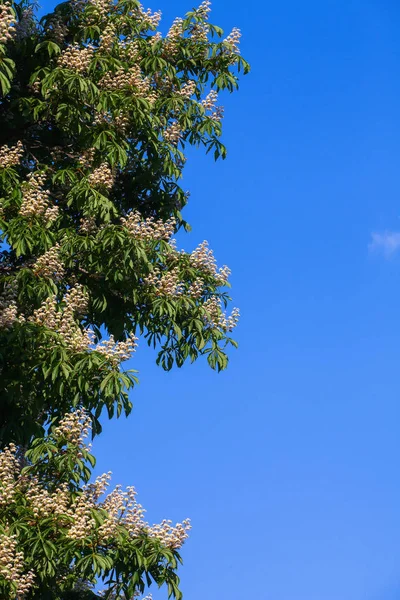 Bir bulut ile mavi gökyüzüne karşı beyaz kestane çiçeklenme