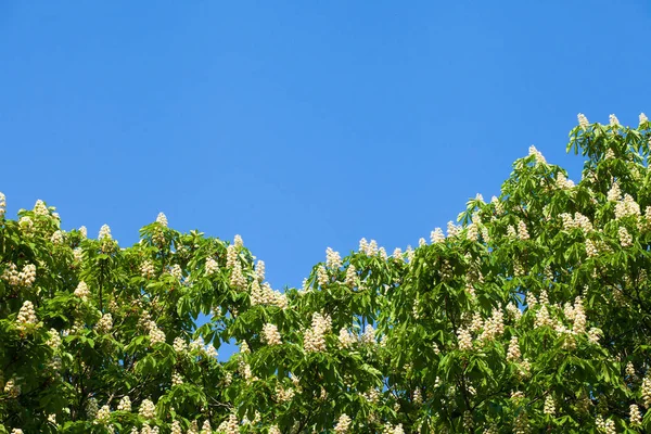 Bir bulut ile mavi gökyüzüne karşı beyaz kestane çiçeklenme