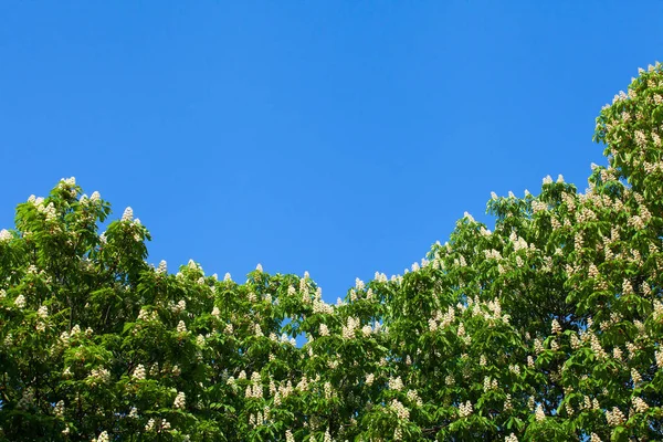 Bir bulut ile mavi gökyüzüne karşı beyaz kestane çiçeklenme