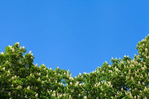 Bir bulut ile mavi gökyüzüne karşı beyaz kestane çiçeklenme