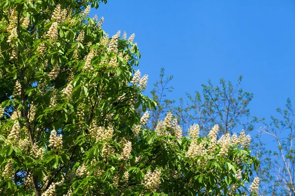 Bir bulut ile mavi gökyüzüne karşı beyaz kestane çiçeklenme