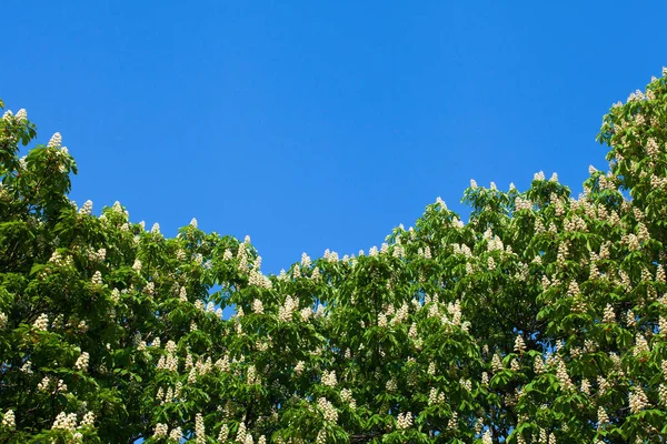 Bir bulut ile mavi gökyüzüne karşı beyaz kestane çiçeklenme