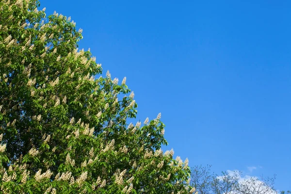 Bir bulut ile mavi gökyüzüne karşı beyaz kestane çiçeklenme