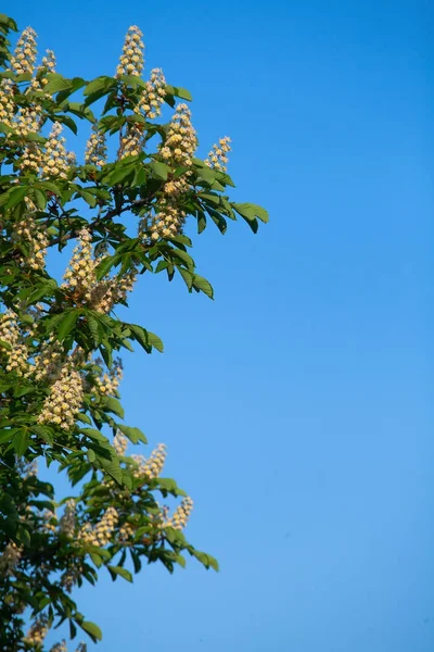 Bir bulut ile mavi gökyüzüne karşı beyaz kestane çiçeklenme