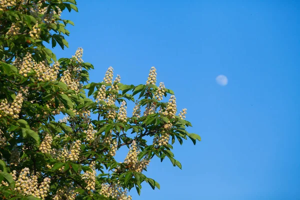 Bir bulut ile mavi gökyüzüne karşı beyaz kestane çiçeklenme