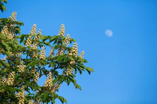 Bir bulut ile mavi gökyüzüne karşı beyaz kestane çiçeklenme