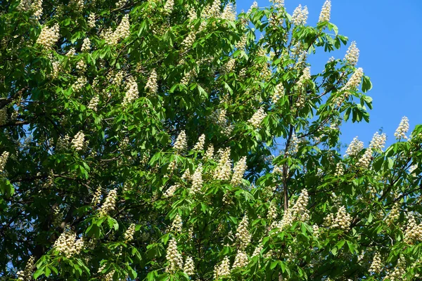 Bir bulut ile mavi gökyüzüne karşı beyaz kestane çiçeklenme