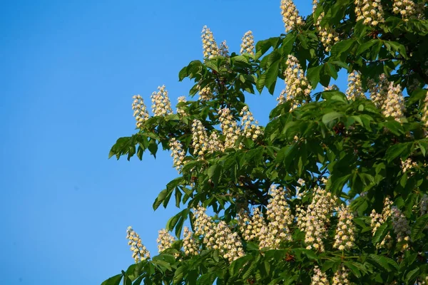 Bir bulut ile mavi gökyüzüne karşı beyaz kestane çiçeklenme