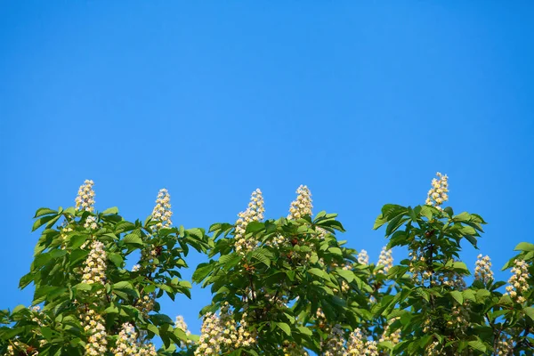 Bir bulut ile mavi gökyüzüne karşı beyaz kestane çiçeklenme