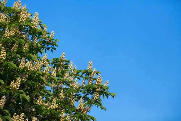 Bir bulut ile mavi gökyüzüne karşı beyaz kestane çiçeklenme