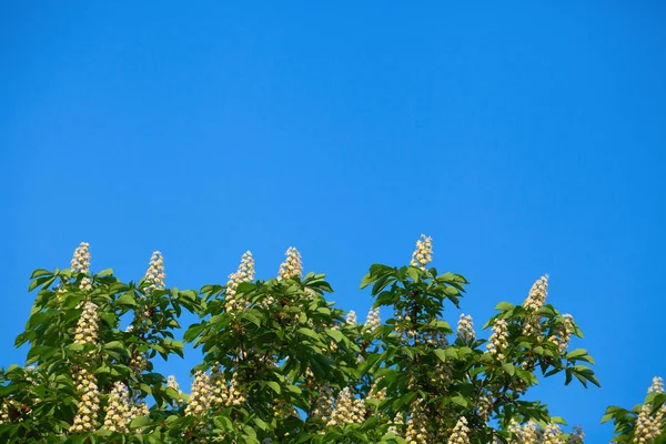 Bir bulut ile mavi gökyüzüne karşı beyaz kestane çiçeklenme